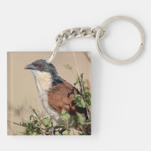 Burchell's Coucal Schlüsselanhänger (Rückseite)