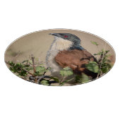 Burchell's Coucal Schneidebrett (Ecke)