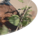 Burchell's Coucal Schneidebrett (Ecke)