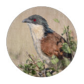 Burchell's Coucal Schneidebrett (Vorderseite)