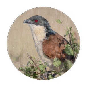 Burchell's Coucal Schneidebrett
