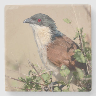 Burchell's Coucal Steinuntersetzer