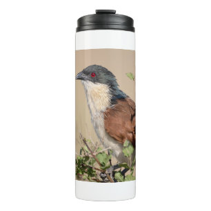 Burchell's Coucal Thermosbecher