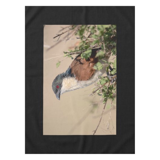 Burchell's Coucal Tischdecke (Vorderseite)