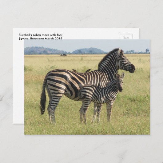 Burchells Postkarte, Mutter mit Foal Postkarte (Vorne/Hinten)