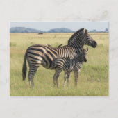 Burchells Postkarte, Mutter mit Foal Postkarte (Vorderseite)
