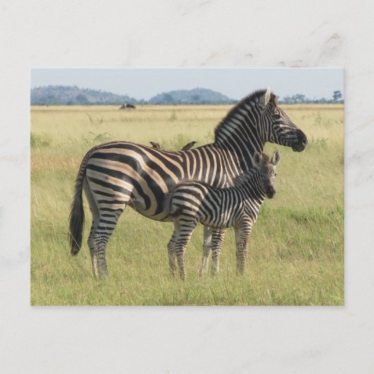 Burchells Postkarte, Mutter mit Foal Postkarte (Vorderseite)