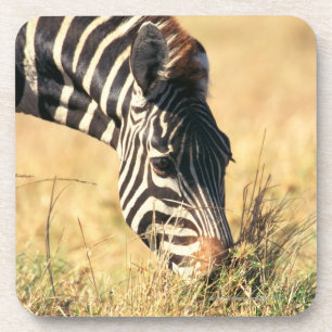 Burchells Zebra 2 Getränkeuntersetzer