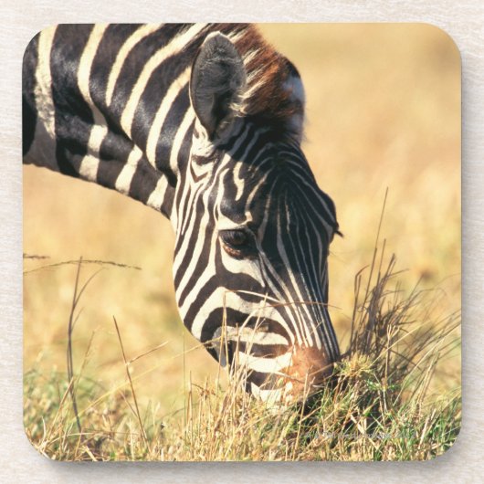 Burchells Zebra 2 Getränkeuntersetzer (Vorderseite)