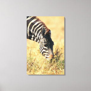 Burchells Zebra 2 Leinwanddruck