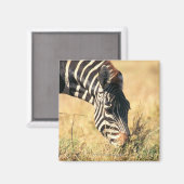 Burchells Zebra 2 Magnet (Vorderseite/Rückseite)