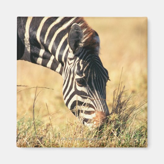 Burchells Zebra 2 Magnet (Vorne)