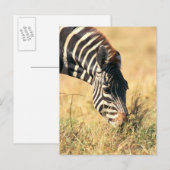 Burchells Zebra 2 Postkarte (Vorne/Hinten)