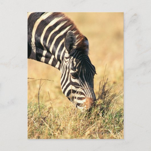 Burchells Zebra 2 Postkarte (Vorderseite)