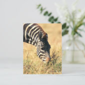Burchells Zebra 2 Postkarte (Stehend Vorderseite)