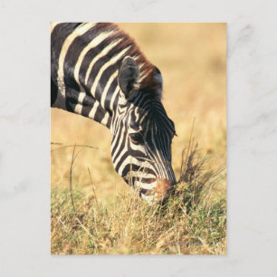 Burchells Zebra 2 Postkarte