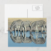 Burchells Zebra (Equus burchelli) Postkarte (Vorne/Hinten)