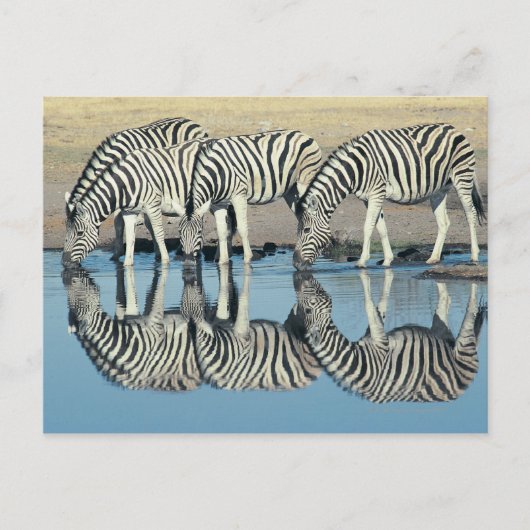 Burchells Zebra (Equus burchelli) Postkarte (Vorderseite)