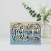Burchells Zebra (Equus burchelli) Postkarte (Stehend Vorderseite)