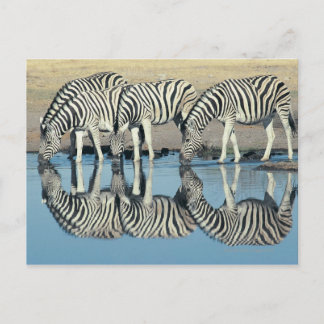 Burchells Zebra (Equus burchelli) Postkarte