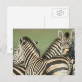 Burchells Zebra (Equus burchellii). Tala Postkarte (Vorne/Hinten)