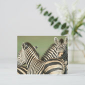 Burchells Zebra (Equus burchellii). Tala Postkarte (Stehend Vorderseite)