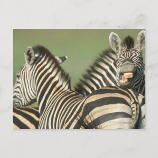 Burchells Zebra (Equus burchellii). Tala Postkarte