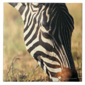 Burchells Zebra Fliese (Vorderseite)