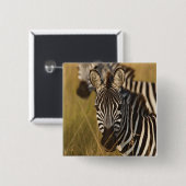 Burchell's Zebra im hohen Sommergras, Masai Button (Vorne & Hinten)
