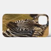 Burchell's Zebra im hohen Sommergras, Masai Case-Mate iPhone Hülle (Rückseite (Horizontal))