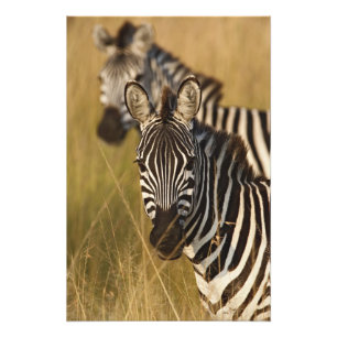 Burchells Zebra im hohen Sommergras, Masai Fotodruck
