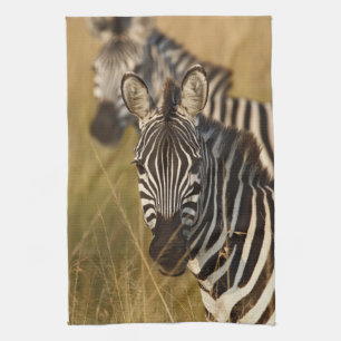 Burchells Zebra im hohen Sommergras, Masai Handtuch