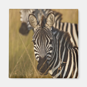 Burchells Zebra im hohen Sommergras, Masai Magnet