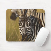 Burchell's Zebra im hohen Sommergras, Masai Mousepad (Mit Mouse)