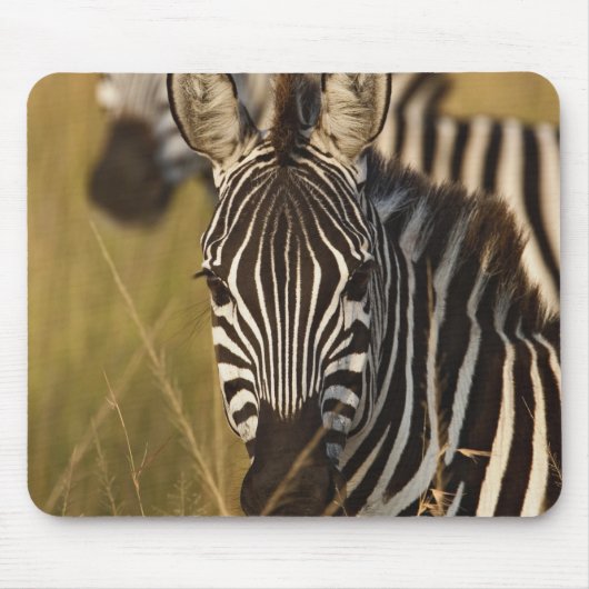 Burchell's Zebra im hohen Sommergras, Masai Mousepad (Vorne)