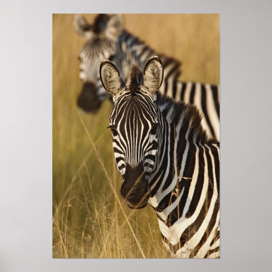 Burchell's Zebra im hohen Sommergras, Masai Poster (Vorne)
