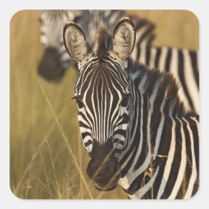 Burchell's Zebra im hohen Sommergras, Masai Quadratischer Aufkleber