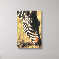 Burchells Zebra