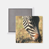 Burchells Zebra Magnet (Vorderseite/Rückseite)