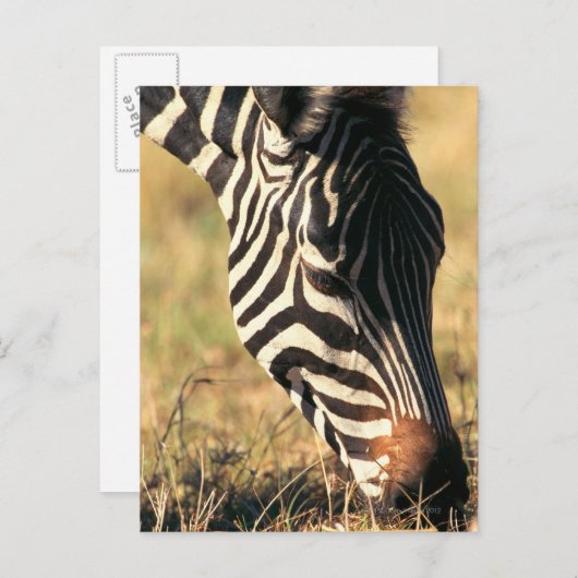 Burchells Zebra Postkarte (Vorne/Hinten)