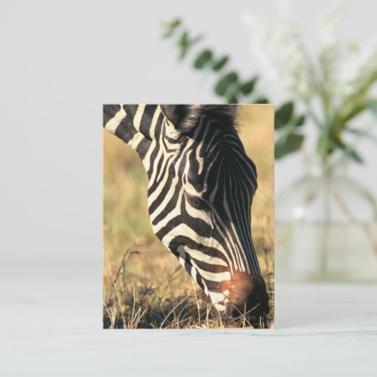 Burchells Zebra Postkarte (Stehend Vorderseite)