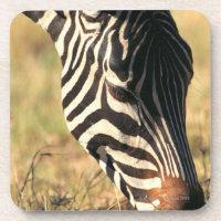 Burchells Zebra
