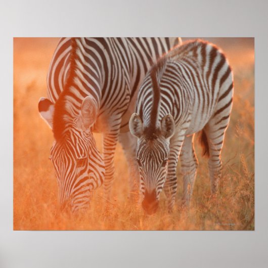 Burchell's Zebras, Equus burchelli weiden bei Poster (Vorne)