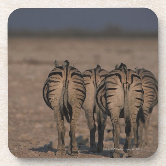 Burchells Zebras-Gehen Untersetzer (Vorderseite)