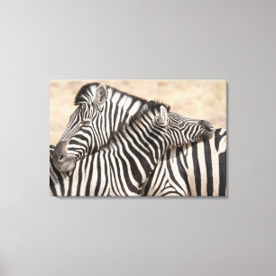 Burchell's Zebras Nick Leinwanddruck
