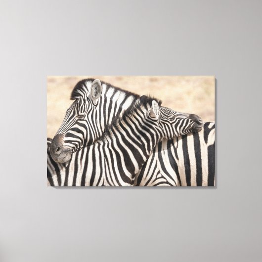 Burchell's Zebras Nick Leinwanddruck (Vorderseite)