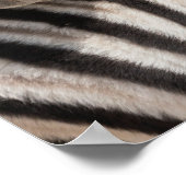 Burchell's Zebras Nick Poster (Ecke)