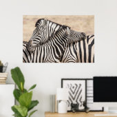 Burchell's Zebras Nick Poster (Heimbüro)