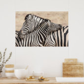 Burchell's Zebras Nick Poster (Küche)