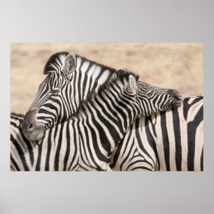 Burchell's Zebras Nick Poster